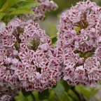 Les floraisons au jardin début juin
