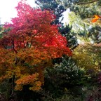 Ouverture du jardin pour les couleurs d&rsquo;automne
