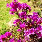 Le jardin en photos fin avril 2026